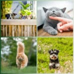 Localizador GPS para Perros y Gatos Lifestyle