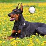 Localizador GPS para Perros y Gatos Usos