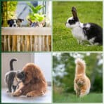 Localizador GPS Mascotas Lifestyle