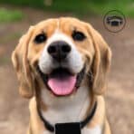 Localizador GPS Mascotas Usos