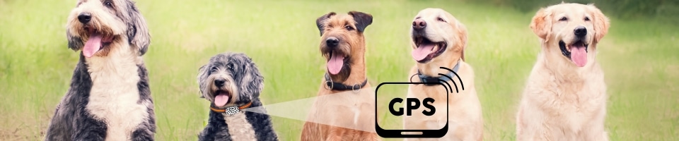 Localizador GPS Perros